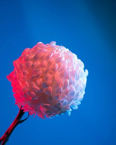 chrysanthemum-flower-against-blue-background_23-2149244085-min