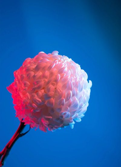 chrysanthemum-flower-against-blue-background_23-2149244085-min