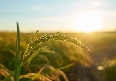 detail-rice-plant-sunset-valencia-with-plantation-out-focus-rice-grains-plant-seed-min