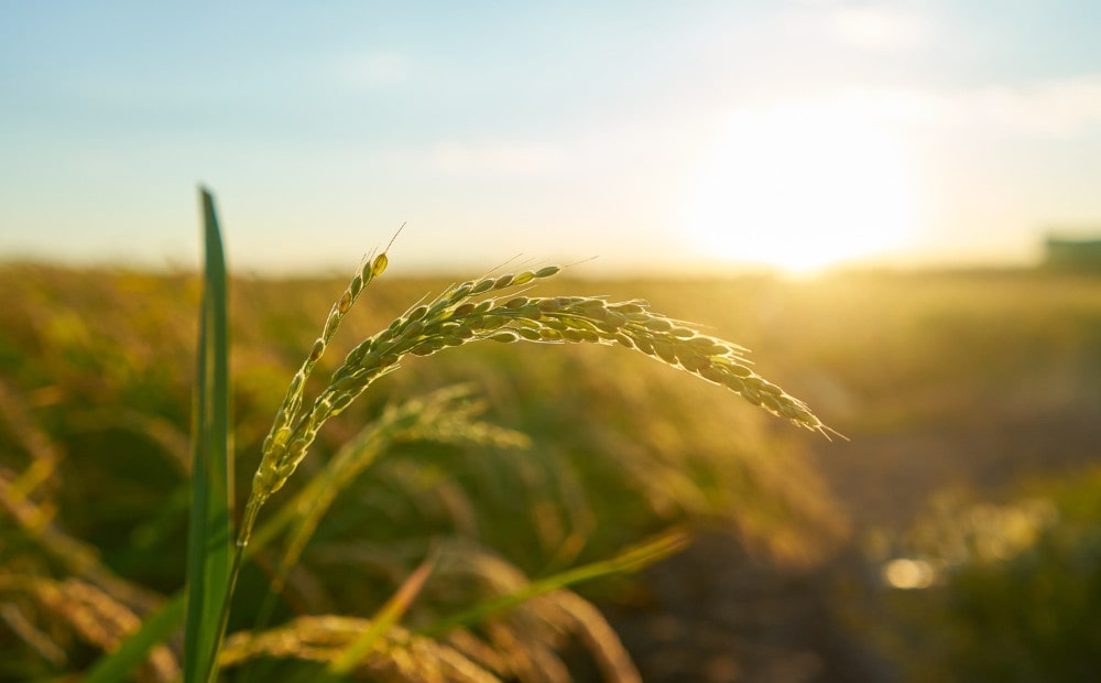 detail-rice-plant-sunset-valencia-with-plantation-out-focus-rice-grains-plant-seed-min