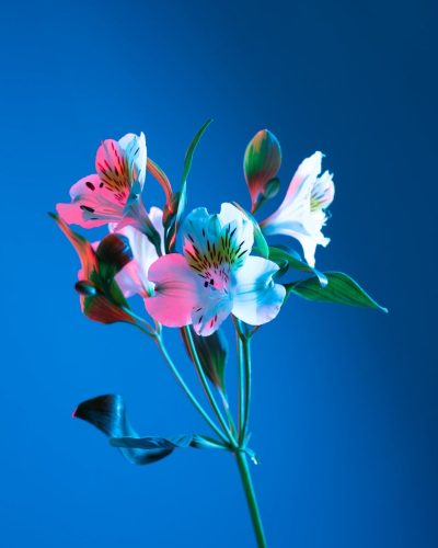 orchid-flower-against-blue-background-min